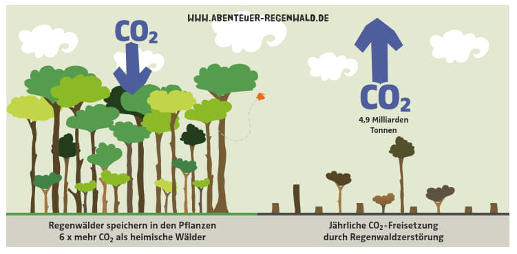 CO2 Freisetzung