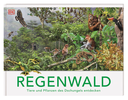 Regenwald 3d
